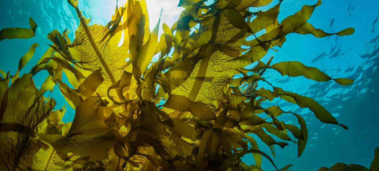 Kelp Extract Kelp Extract