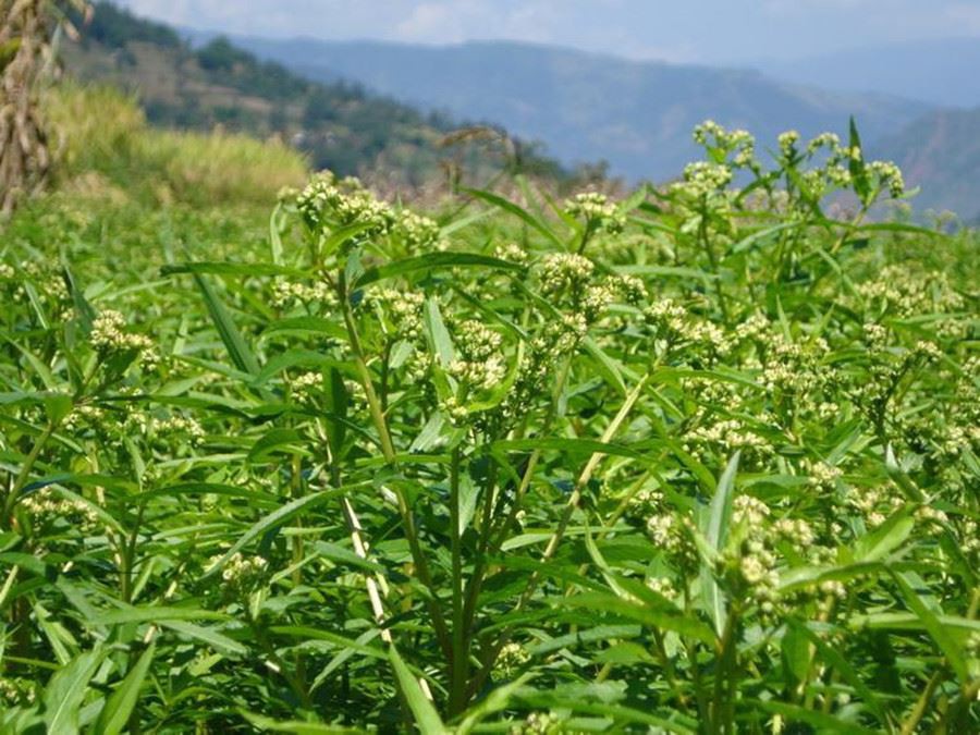 product-1-1 andrographis paniculata extract benefits