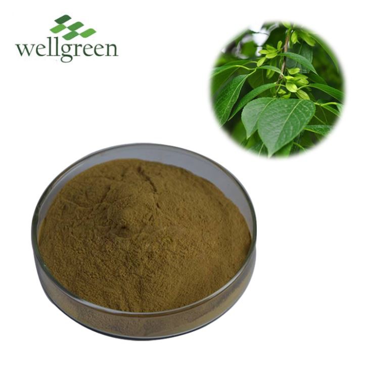 Eucommia Leaf Extract Powder
