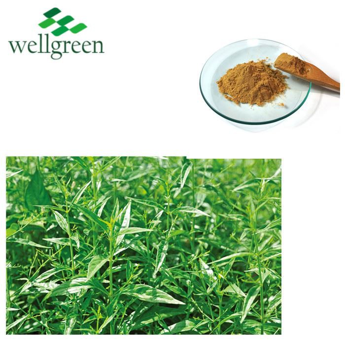 Andrographis Paniculata PE