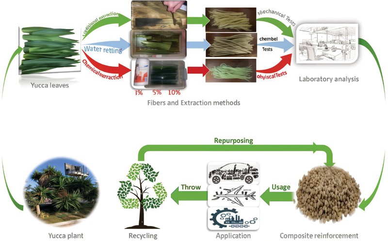 Yucca Extraction Methods Yucca Extraction Methods