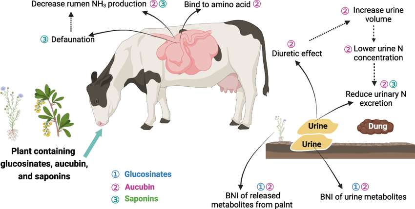 How Yucca Extract Powder Helps Reduce Ammonia In Livestock Feed How Yucca Extract Powder Helps Reduce Ammonia In Livestock Feed