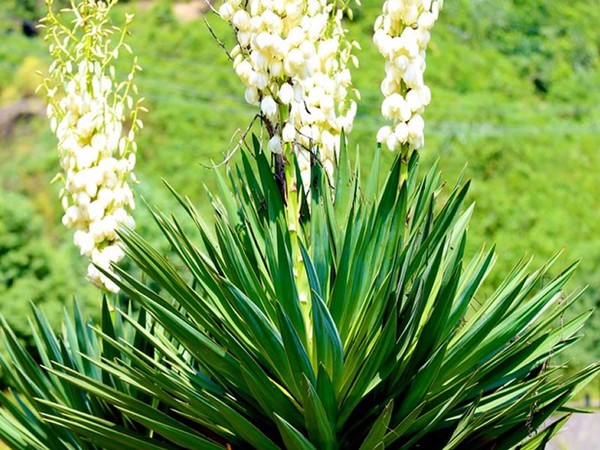 yucca yucca