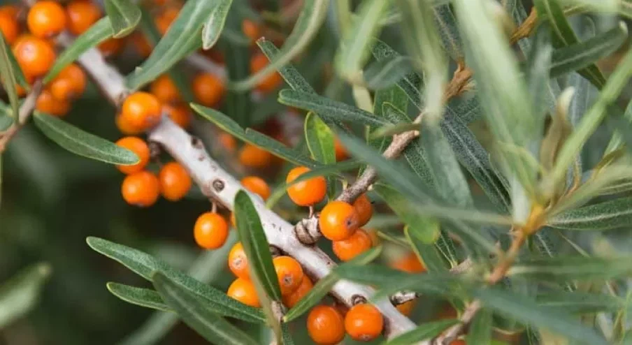 Sea-Buckthorn Sea-Buckthorn