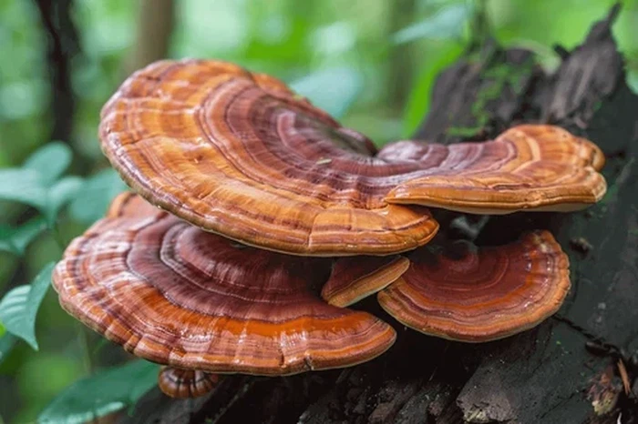 Organic Reishi Mushroom Extract Organic Reishi Mushroom Extract