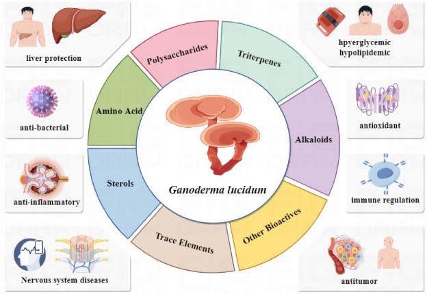 Applications Of Organic Reishi Extract In Product Development Applications Of Organic Reishi Extract In Product Development