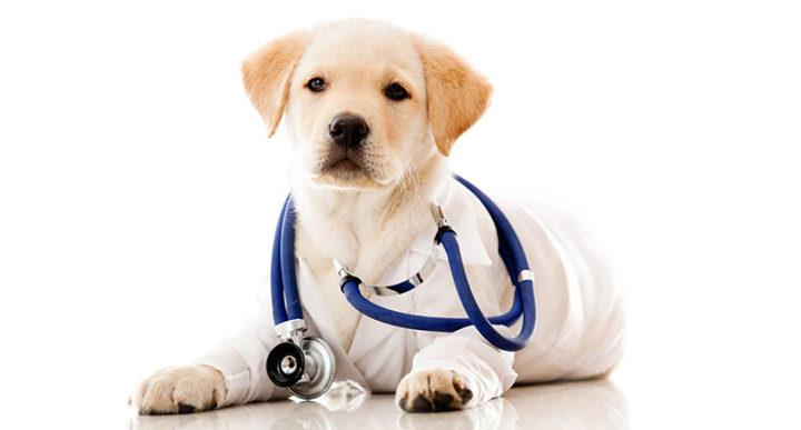 burdock root powder for dog