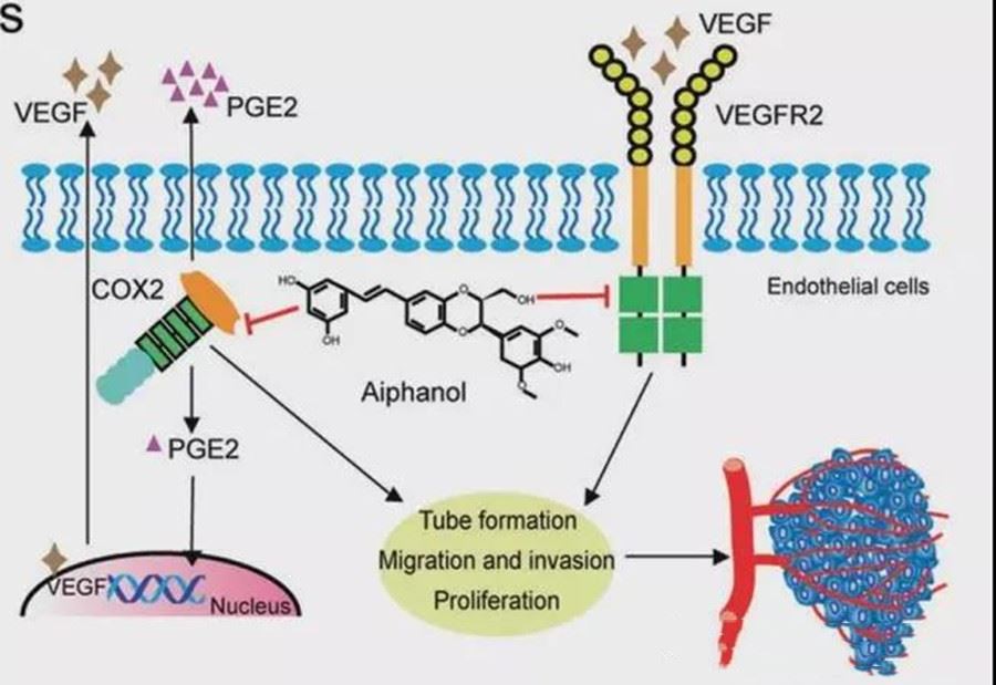 Glabrous Greenbrier Rhizome P.E