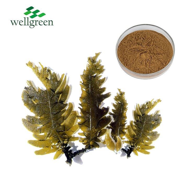 Kelp Extract Powder