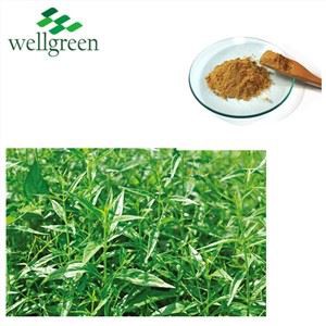 Andrographis Paniculata PE