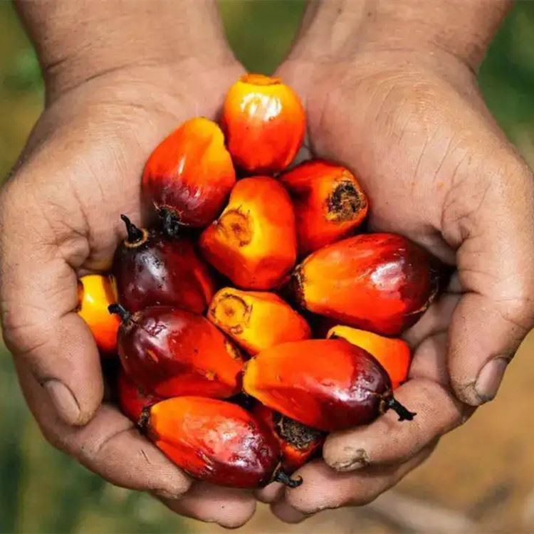 Ko te Tango Hua Nikau ka whakaiti i te mate huka e whakaatu ana i nga painga ...