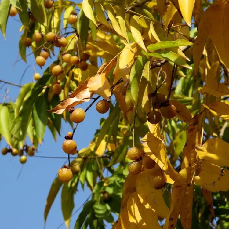 Rongoa Me te Kai Homology: Sapindus Japonica Extract